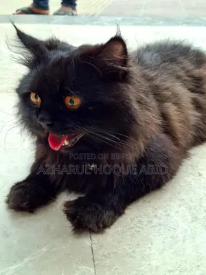 Black Doll Face Persian Cat with Golden Eyes