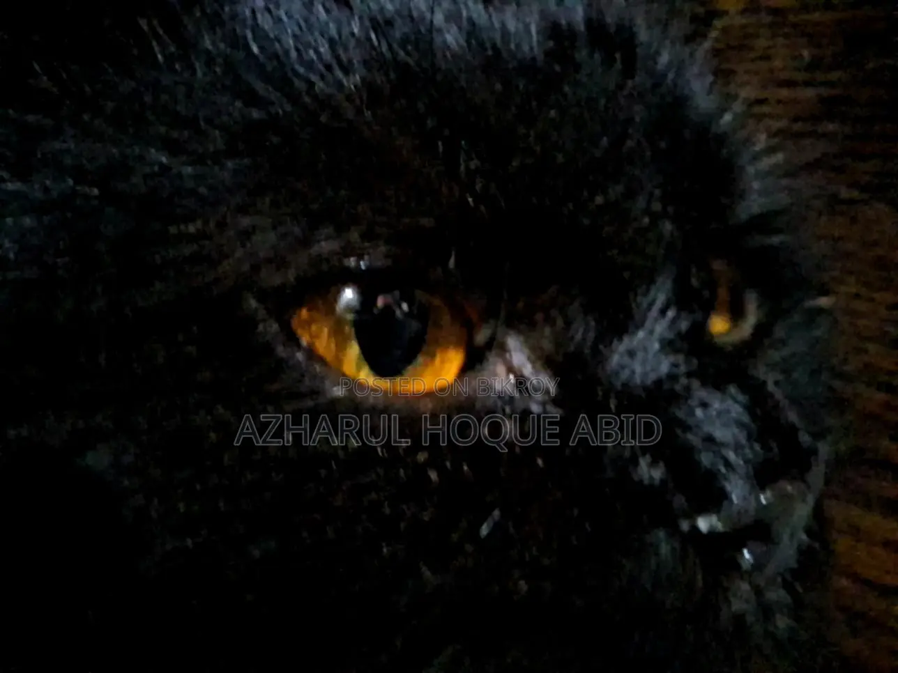 Black Doll Face Persian Cat with Golden Eyes