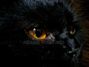 Black Doll Face Persian Cat with Golden Eyes