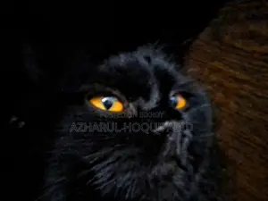 Black Doll Face Persian Cat with Golden Eyes
