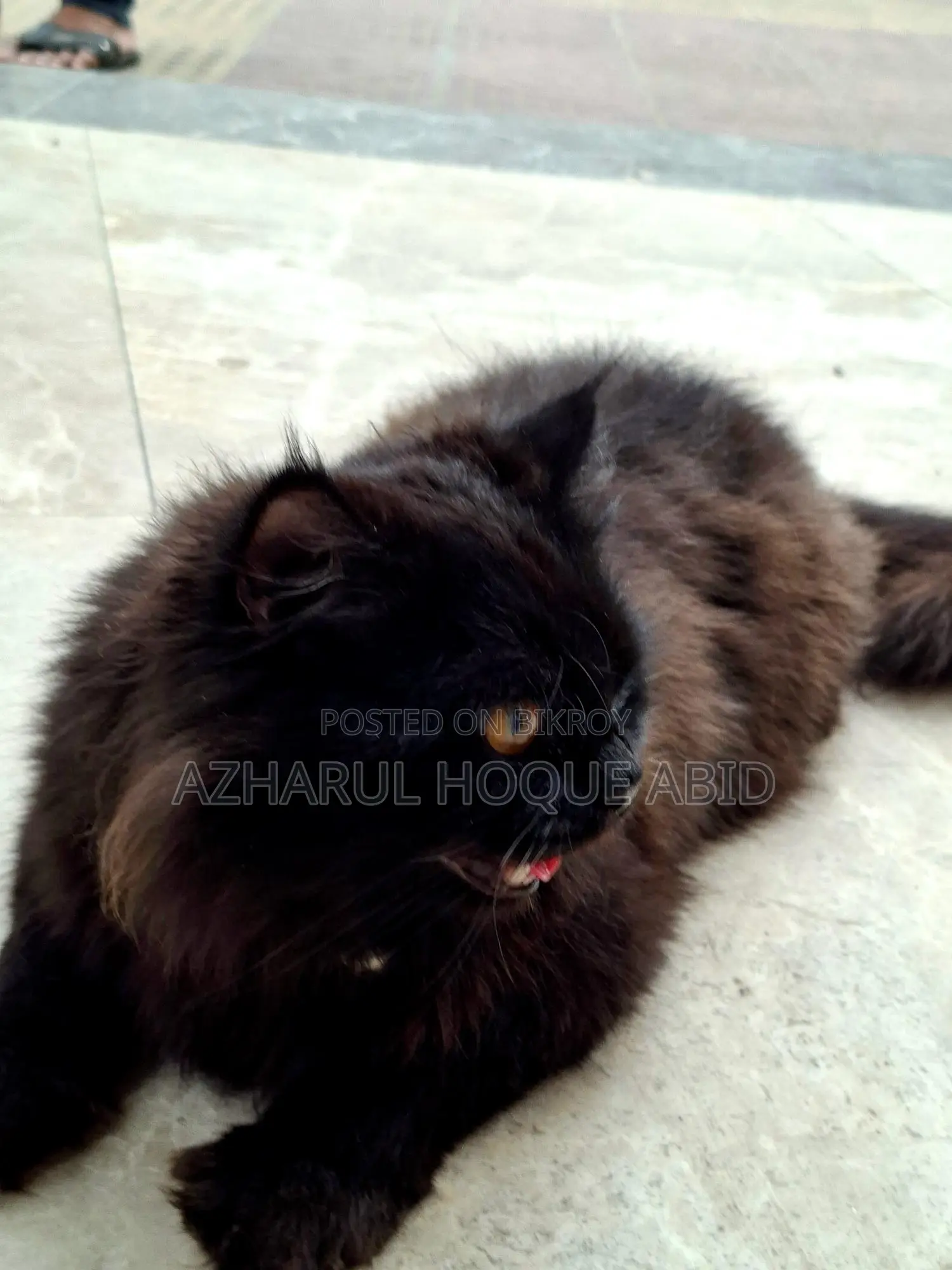 Black Doll Face Persian Cat with Golden Eyes