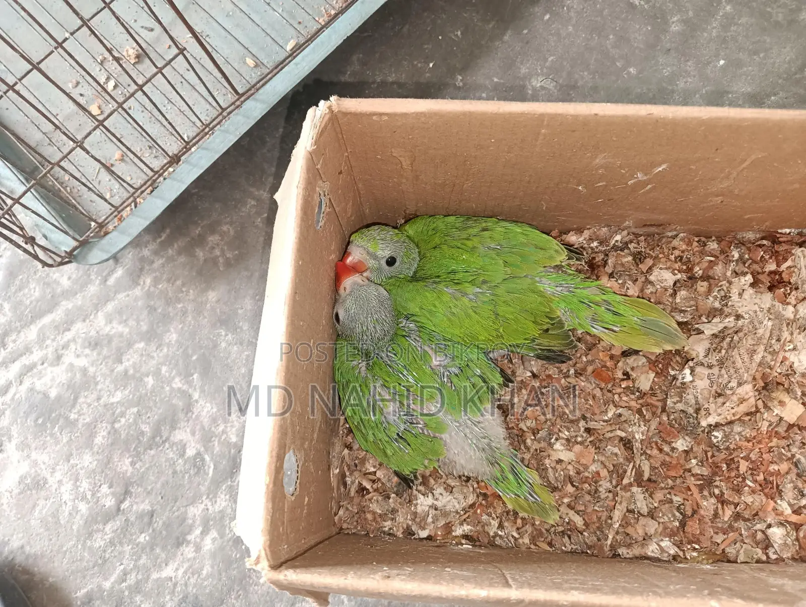 A Pair of Ringneck Babies