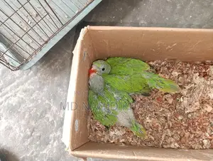 A Pair of Ringneck Babies