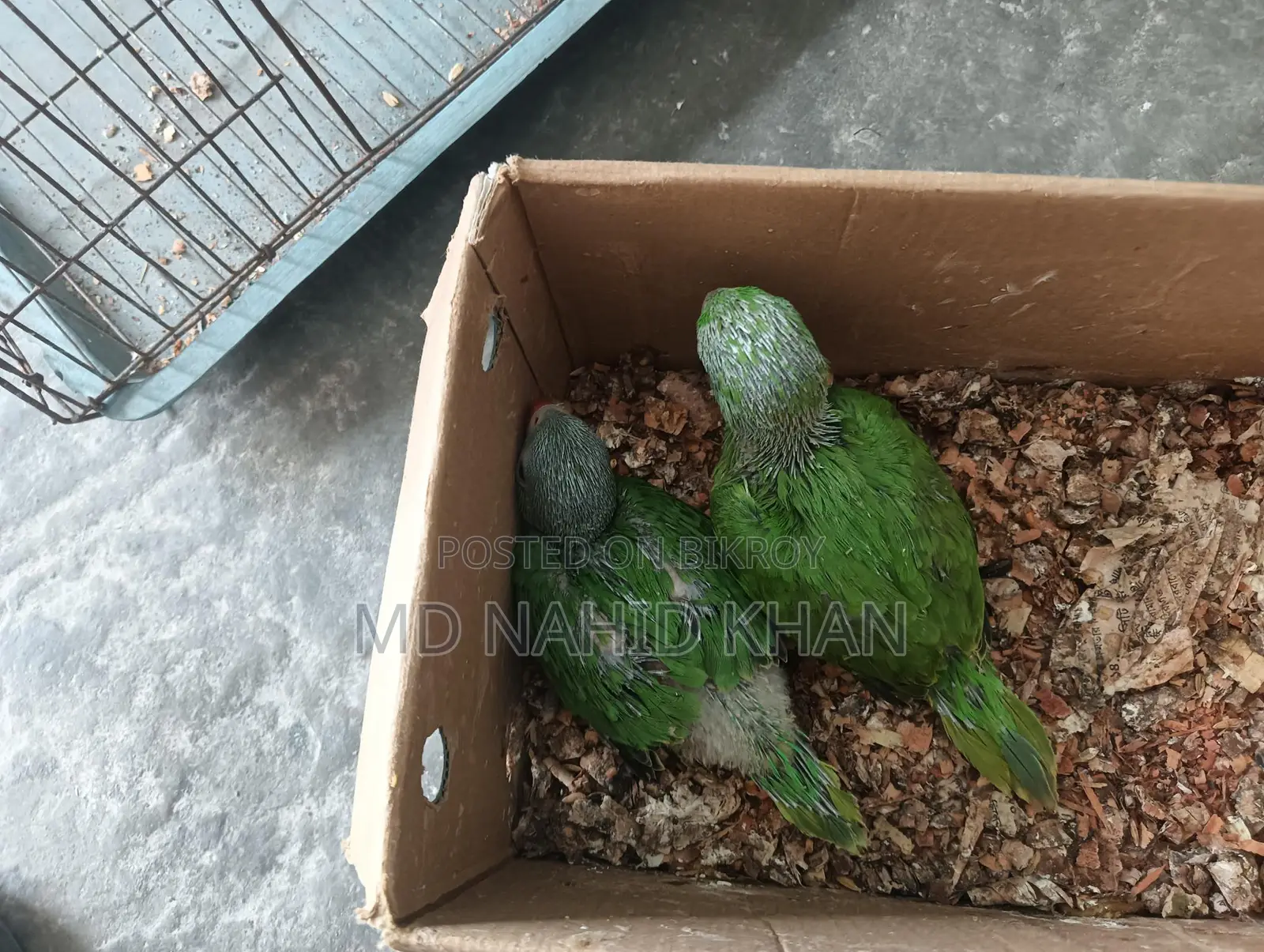 A Pair of Ringneck Babies