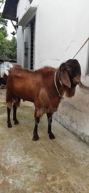 পাটা ছাগল