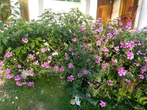 Ownership of Running Cottage with Land in St. Martin's for Sale