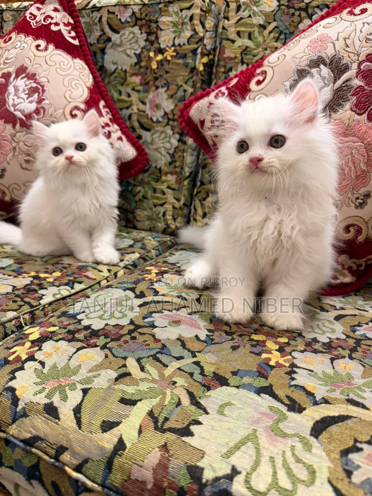 1-3 Months Male Purebred Persian