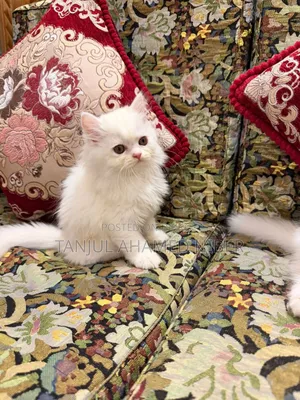 1-3 Months Male Purebred Persian