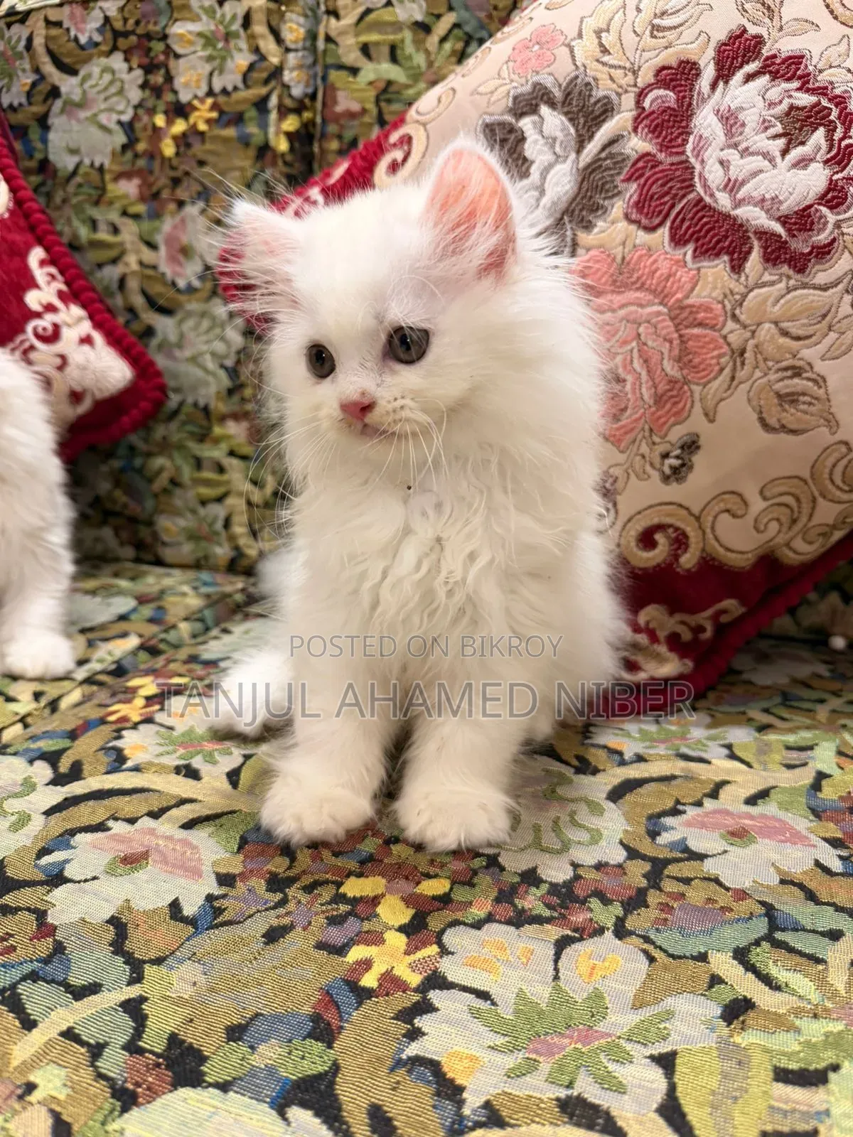 1-3 Months Male Purebred Persian