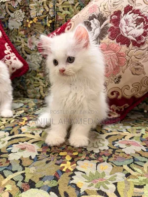 1-3 Months Male Purebred Persian