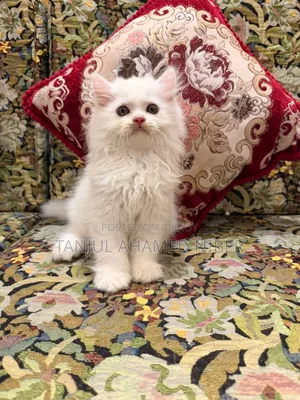 1-3 Months Male Purebred Persian