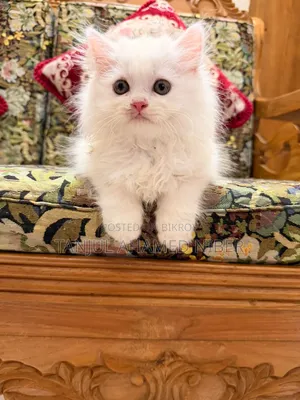 1-3 Months Male Purebred Persian
