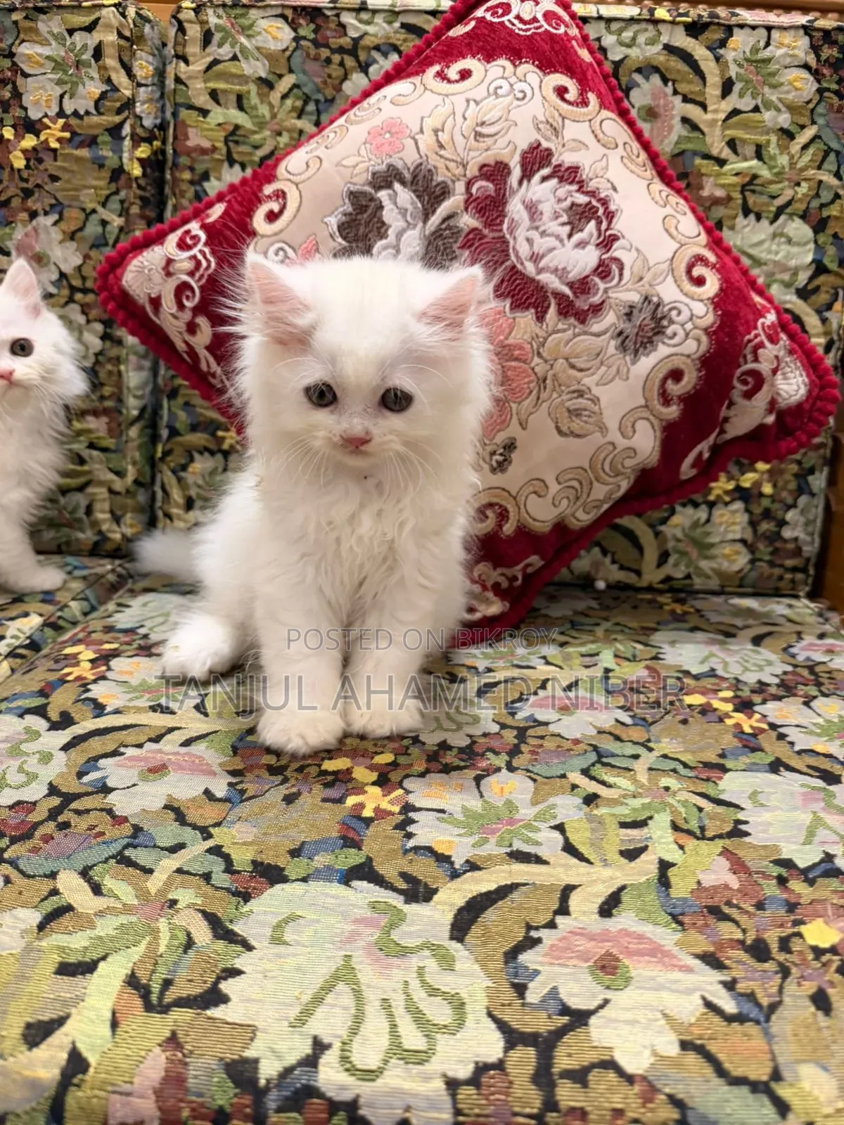 1-3 Months Male Purebred Persian