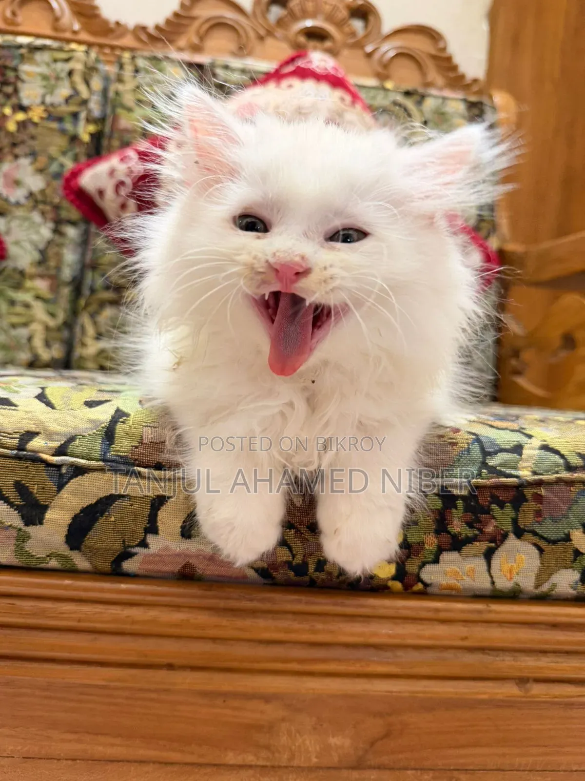 1-3 Months Male Purebred Persian