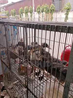 দেশি হাঁস বিক্রি করা হবে