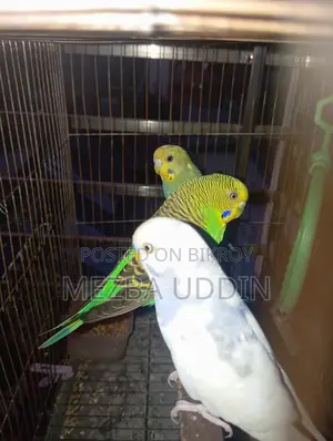 Budgerigar Bird