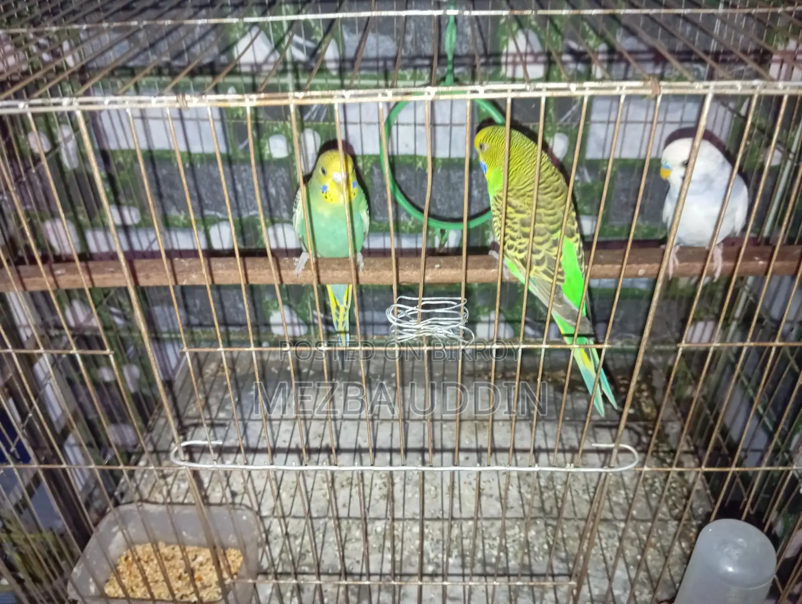 Budgerigar Bird