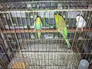 Budgerigar Bird