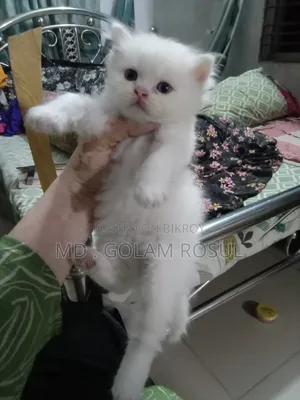 0-1 month Female Purebred Persian