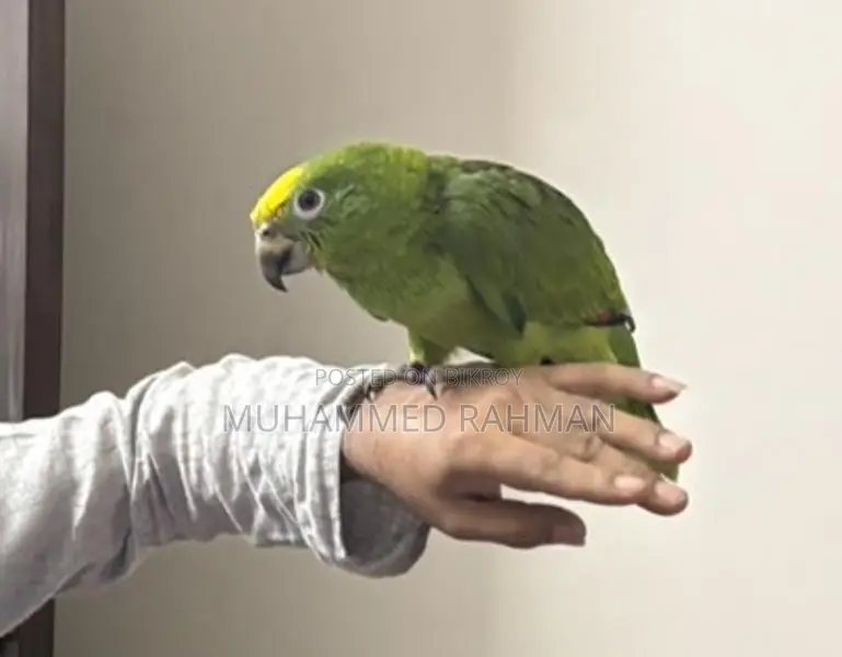 Yellow Head Amazon Parrot