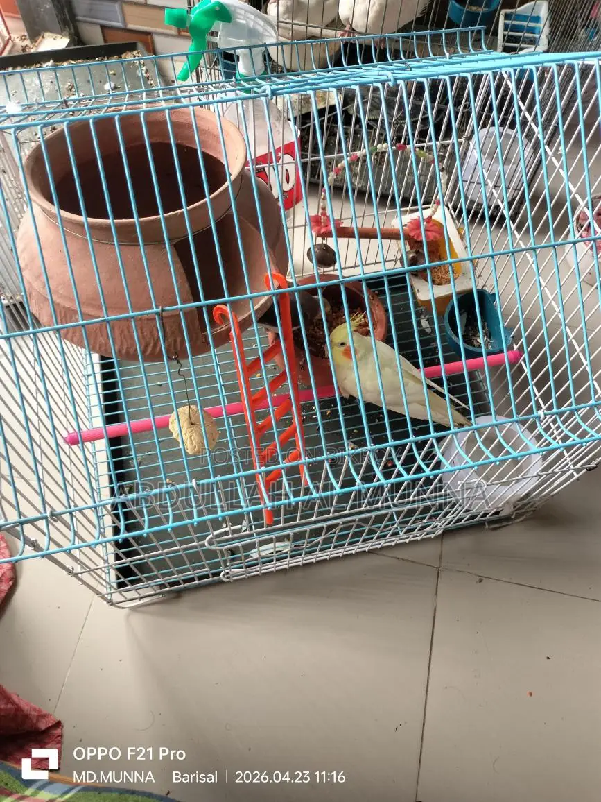 Cockatiel Birds