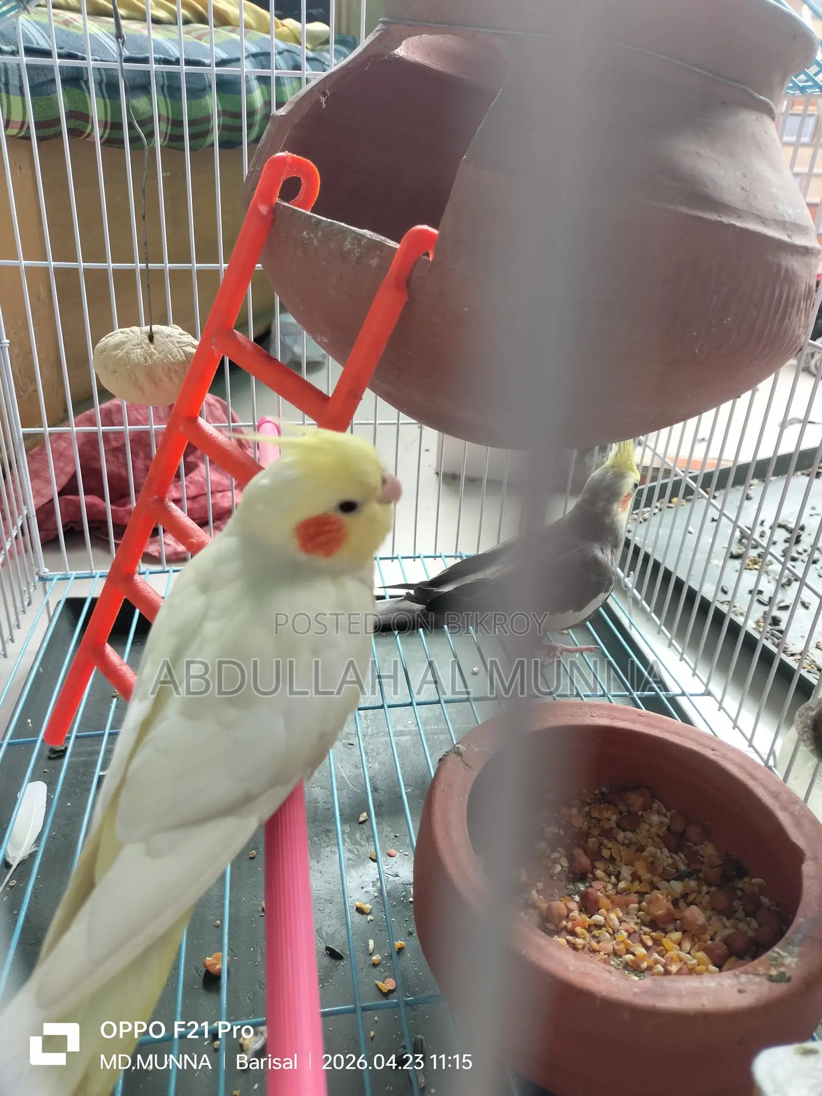 Cockatiel Birds