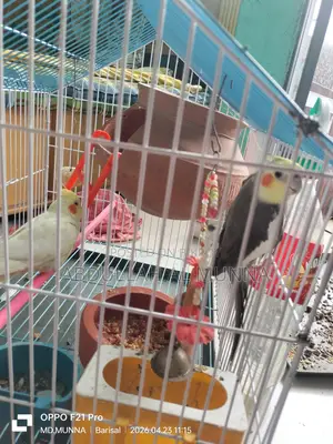 Cockatiel Birds