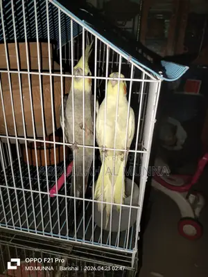 Cockatiel Birds