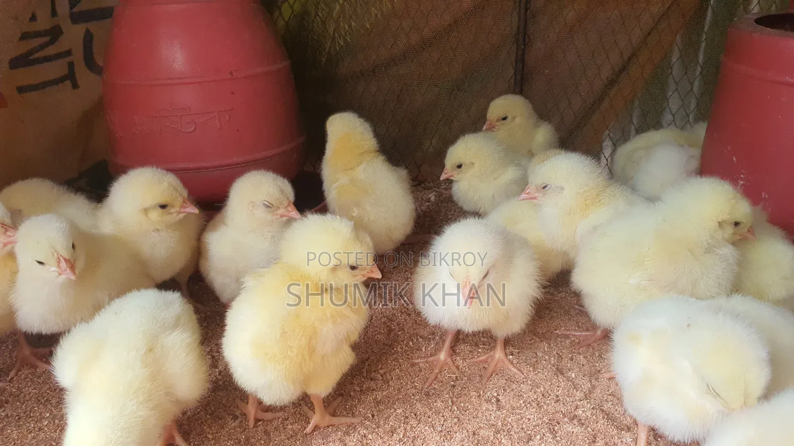 মুরগীর বাচ্চা