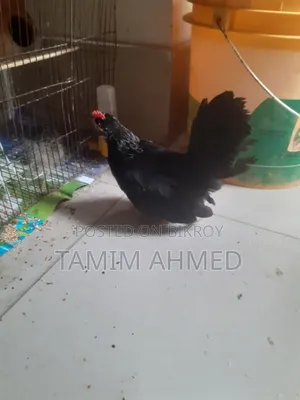 জাপানিজ বেনটাম বেবি