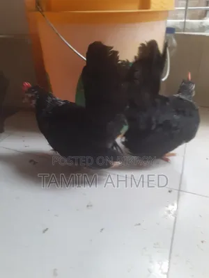 Japanese Bantam Baby Chicks