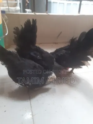 Japanese Bantam Baby Chicks