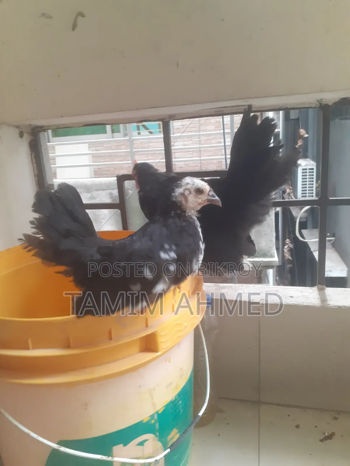 Japanese Bantam Baby Chicks