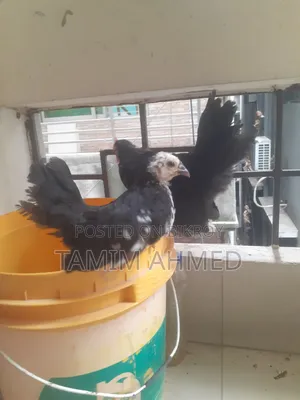 Japanese Bantam Baby Chicks