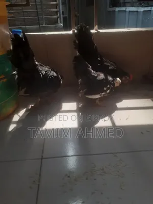 Japanese Bantam Baby Chicks