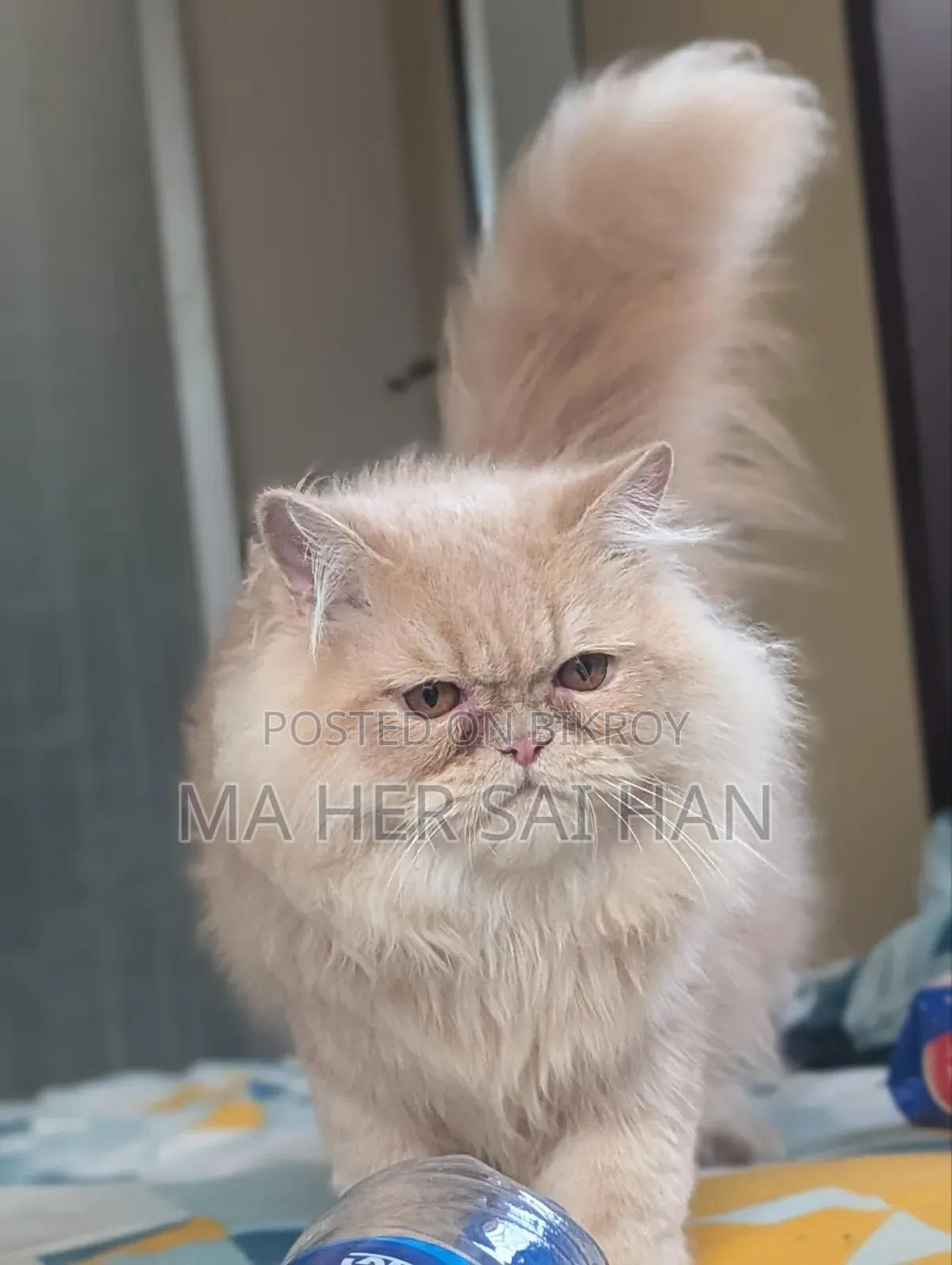 6-12 Months Male Purebred Persian