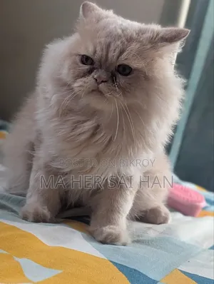 6-12 Months Male Purebred Persian