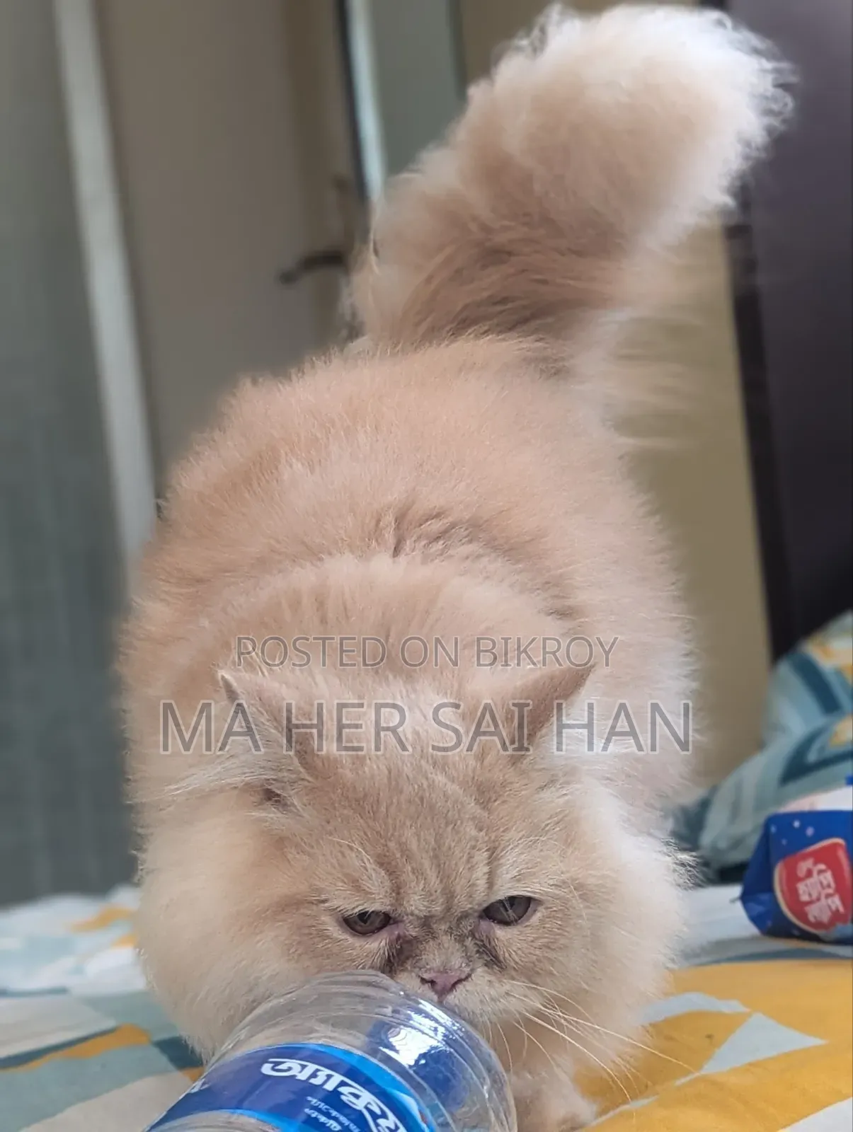 6-12 Months Male Purebred Persian