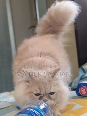 6-12 Months Male Purebred Persian