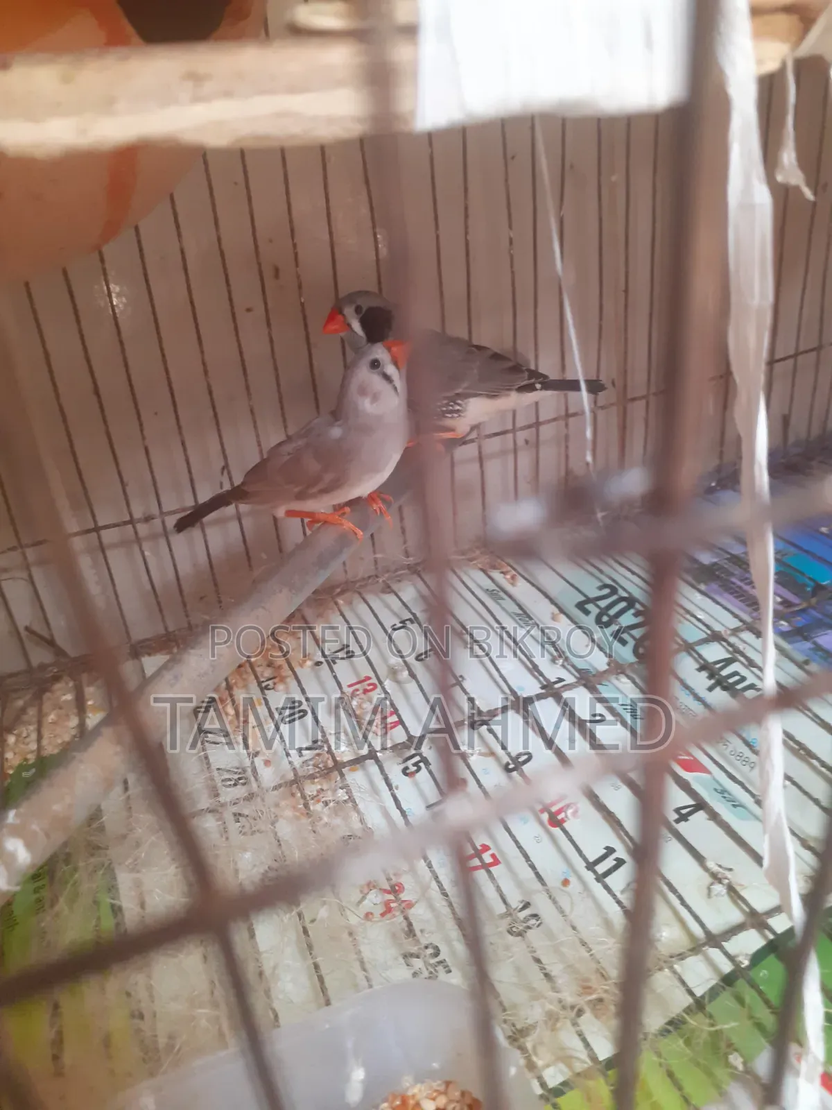 Zebra Finch