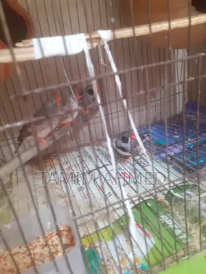 Zebra Finch