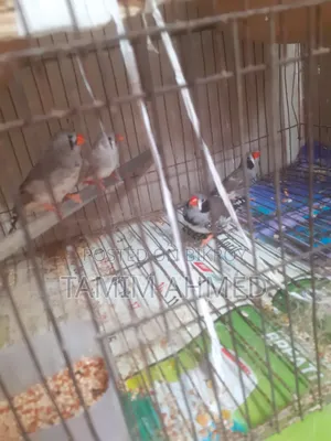 Zebra Finch
