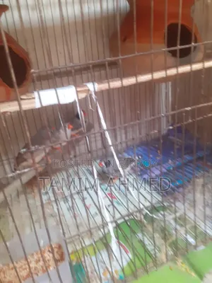 Zebra Finch