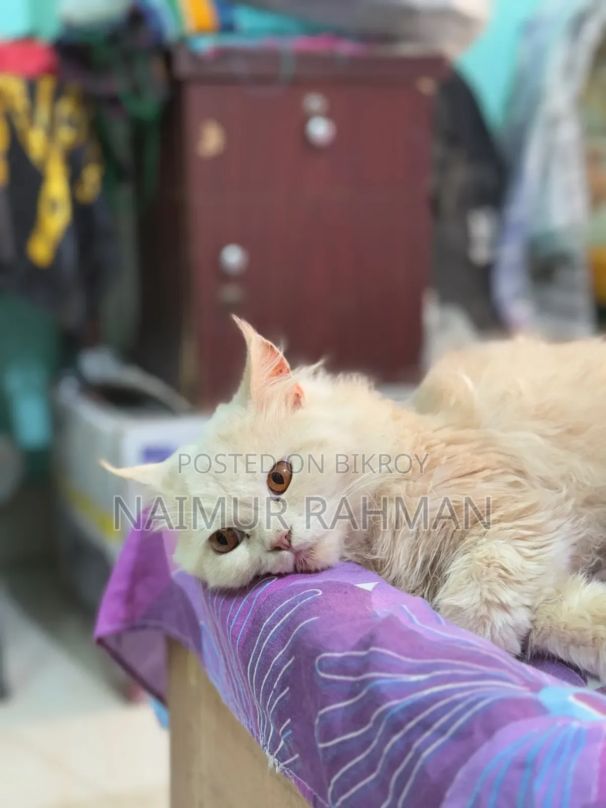 6-12 Months Male Purebred Persian Cat