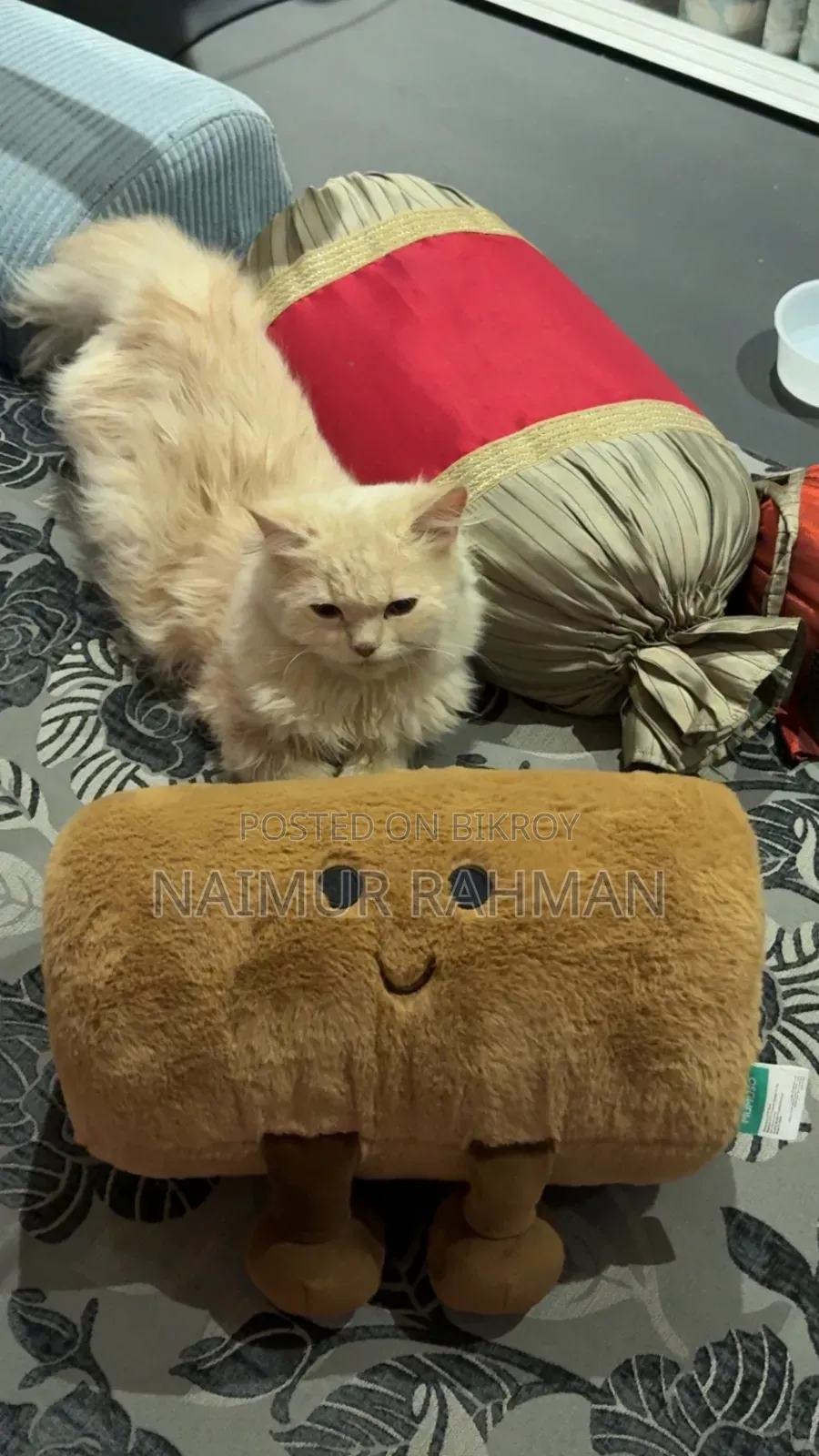 6-12 Months Male Purebred Persian Cat