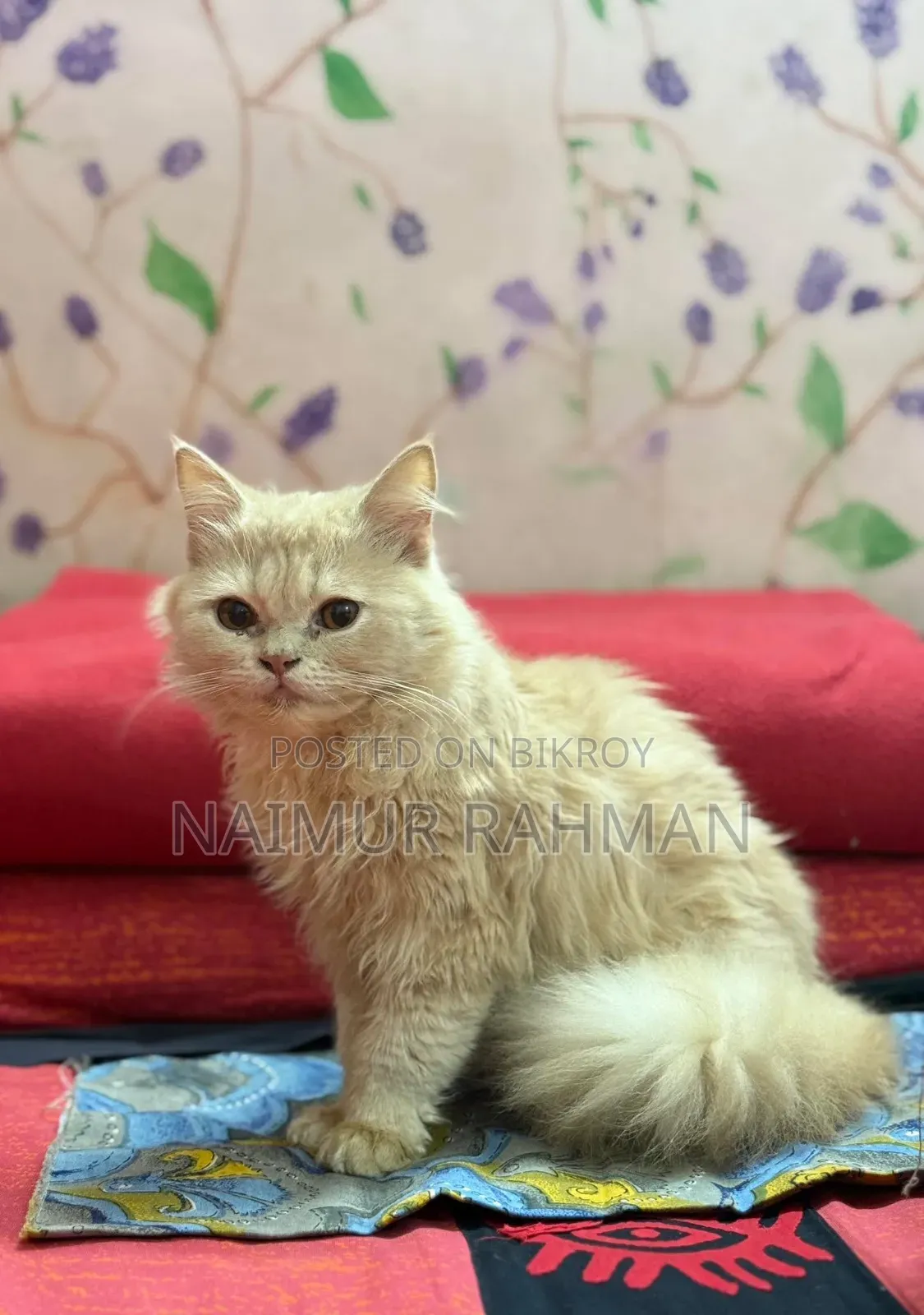 6-12 Months Male Purebred Persian Cat
