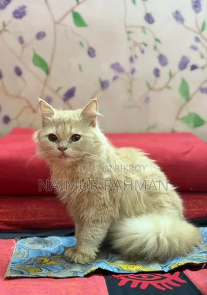 6-12 Months Male Purebred Persian Cat