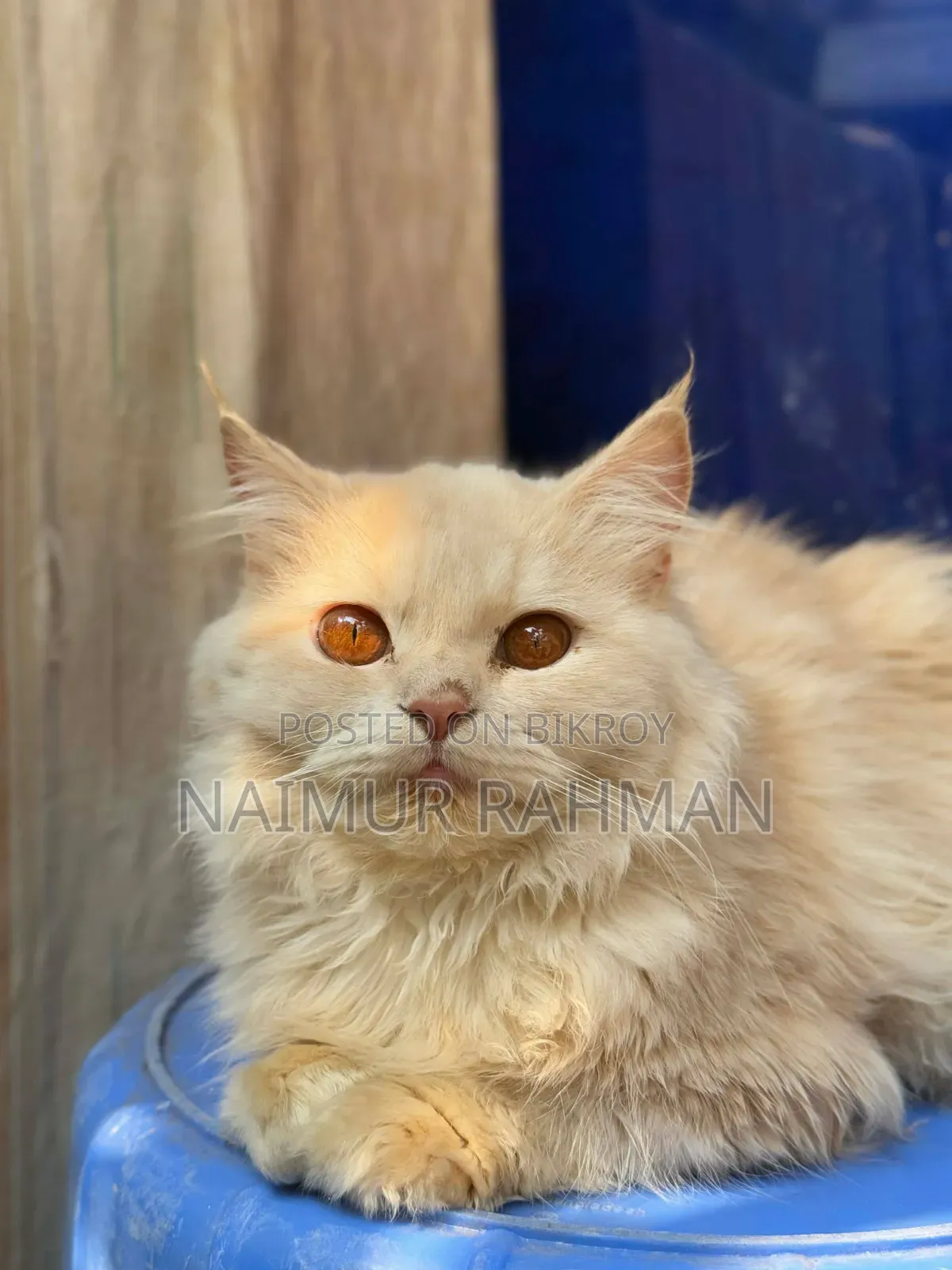 6-12 Months Male Purebred Persian Cat