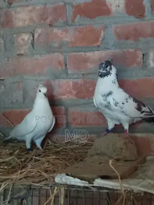 Giribaz Banja Pigeon