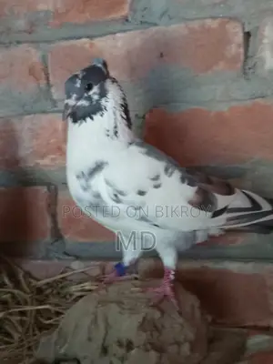 Giribaz Banja Pigeon